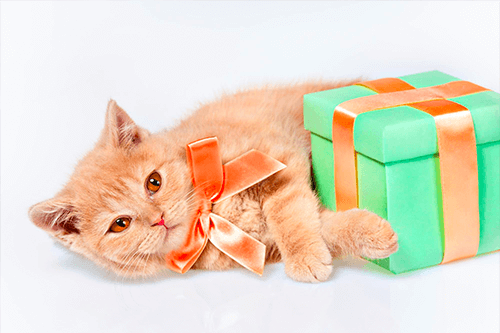 Gato abraçado em um presente